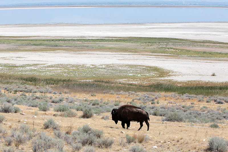 Bison : Antelope Island : Utah : Landscape Photos : Richard Moore : Photographer
